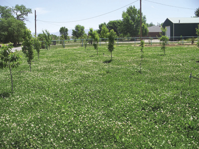 Photo of New Zealand white clover as a living mulch in an orchard.